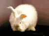 Wooly Wabbit Farm